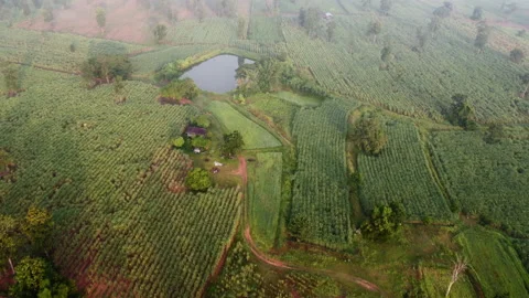 4k arial view of rice fields and sugarcane fields. Stock Footage 159519866