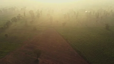 4k arial view of rice fields and sugarcane fields. Stock Footage 159520124