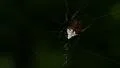 4K Arrowhead Spider (Verrucosa arenata) Spider 1 4k or 4k+ Resolution