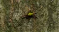 4K Arrowshaped Micrathena (Micrathena sagittata) 2 4k or 4k+ Resolution