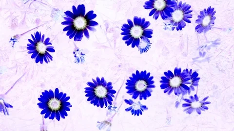4K Art Flowers Stock Footage 114876655