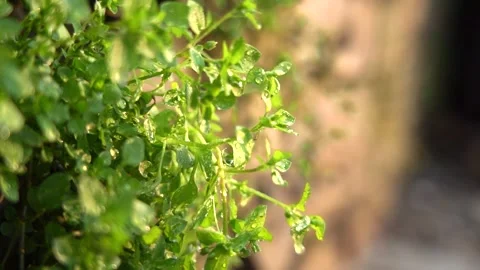 4K artistic empty shot macro real footage of spring plants with light, shado Video stock 334909017