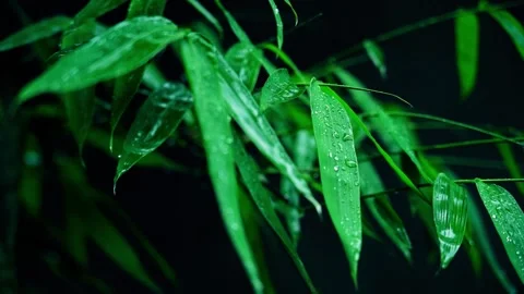 4K artistic empty shot real video of green bamboo and bamboo leaves Видео 334909028