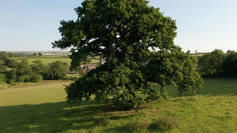 4K Ascending Pan Around Tree in Rural Devon Stock Footage 112158152