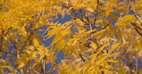 4K Ash Tree Autumn Foliage Golden Yellow Pinnately Compound Leaves Stock-Footage 334452122
