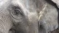 4k Asian Elephant closeup facial expression eye control 4k or 4k+ Resolution
