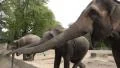 4k Asian Elephants feeding in animal park 4k or 4k+ Resolution