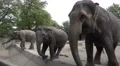 4k Asian Elephants feeding in animal park 4k or 4k+ Resolution