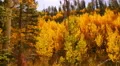 4K Aspen Forest 03 Fall Foliage in Grand Canyon North Rim USA 4k or 4k+ Resolution