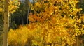 4K Aspen Forest 05 Fall Foliage in Grand Canyon North Rim USA 4k or 4k+ Resolution