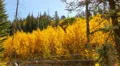 4K Aspen Forest 07 Fall Foliage in Grand Canyon North Rim USA 4k or 4k+ Resolution