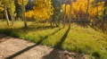 4K Aspen Forest 09 Tilt Up Fall Foliage in Grand Canyon North Rim USA 4k or 4k+ Resolution