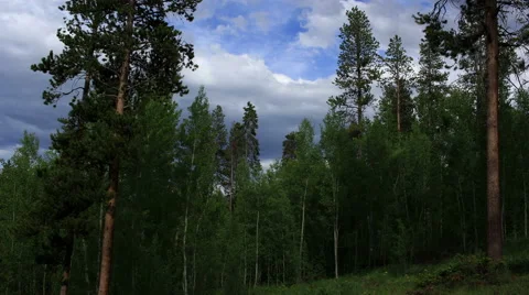 4k Aspen forest time lapse at dusk Stock Footage 64885184