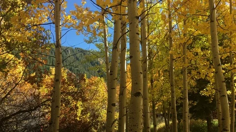 4K Aspen Trees With Vibrant Fall Colors in Aspen, Colorado Stock Footage 101000649