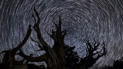 4K Astro Time Lapse of Star Trails over Ancient Bristlecone Pine Tree -Pan Right Stock Footage