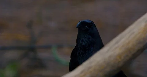 4K, Australian Crow on the ground behind a branch Video stock 106930748