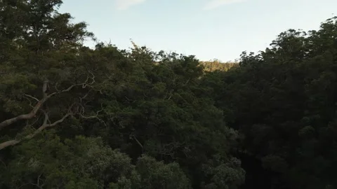 4K Australian Equatorial Forest Shot From A Drone Stock Footage 259968968