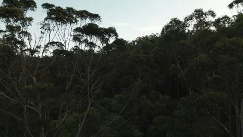 4K Australian Equatorial Forest Shot From A Drone Stock Footage 259970281
