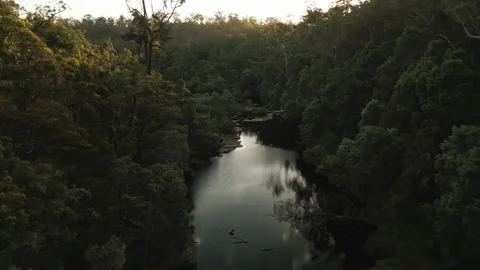 4K Australian Equatorial Forest Shot From A Drone Stock Footage 259971016