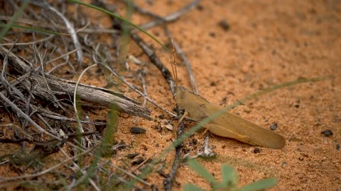 4K, Australian grasshopper standing on the red desert land Stock Footage 106930158