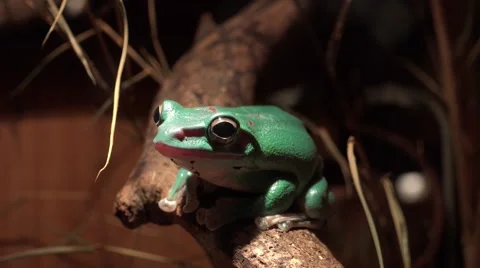 4k Australian green tree frog closeup in terrarium Stock Footage 42969299