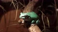 4k Australian green tree frog in terrarium 4k or 4k+ Resolution