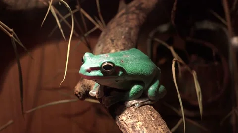 4k Australian green tree frog in terrarium Stock Footage 42972147