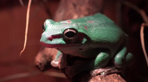 4k Australian green tree frog very closeup Stock Footage 42972434