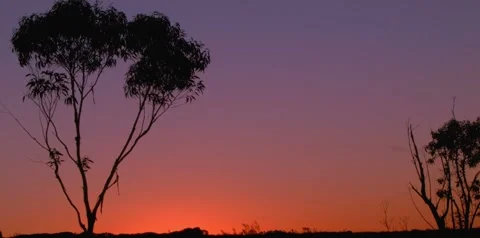 4K Australian Sunset Landscape Trees Silhouetted Purple Orange Sky Stock Footage 328535836