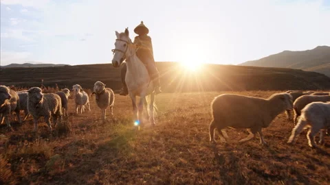 4k Authentic African herder, herding his sheep in the African grasslands with a 動画素材 199616213