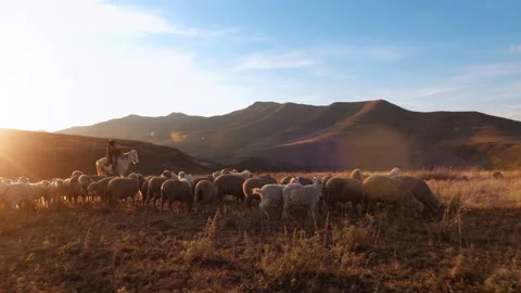 4k Authentic African herder, herding his sheep in the African grasslands with a Vídeo Stock 199616237