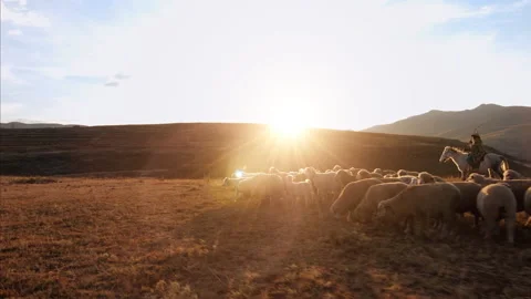 4k Authentic African herder, herding his sheep in the African grasslands with a 库存影片 199616382
