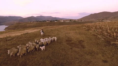 4k Authentic African herder, herding his sheep in the African grasslands with a Video stock 199616932