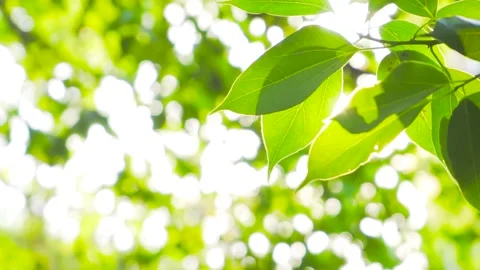 4K Authentic Footage of Leaves with Soft Light Stock Footage 319670393