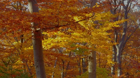 4K. Autumn fall Time Lapse of old oak forest. HDR Motorized Slider Shot Stock Footage 57241620