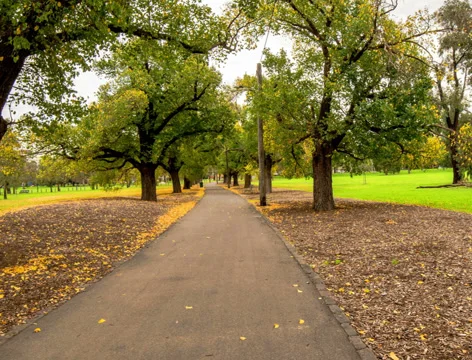 4K, autumn fall, walking in the park of Melbourne, Stock Footage 38832104