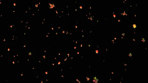 4k Autumn Leaf Fall Alpha Channel 1 Video stock 116252361