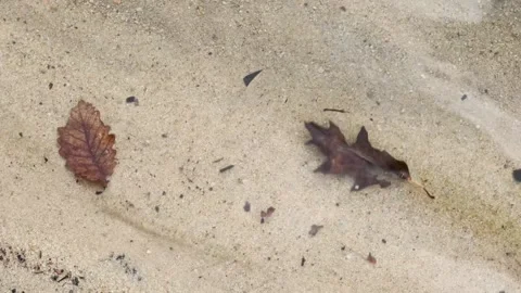 4K Autumn Leaves on Wet Sand - Gentle Water Ripples - Zen Nature Texture Stock Footage 331663293