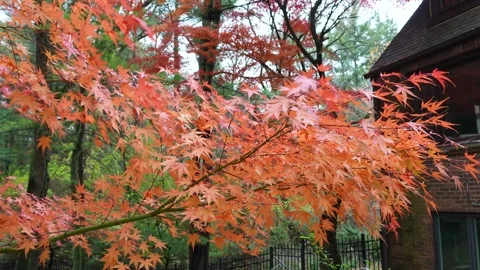 4K Autumn Maple Branches Beside Tudor-Style House Stock Footage 320758706