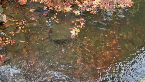 4K Autumn Maple Leaves Floating on Crystal Clear Stream in Jiuxi, West Lake Video stock 329671372