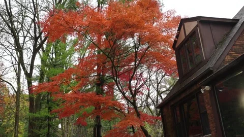 4K Autumn Maple Tree Beside Tudor-Style House Stock Footage 320758074
