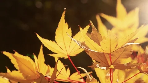 4K autumn time yellow leafs plants close up background with sun flare shining Stock Footage 123124679