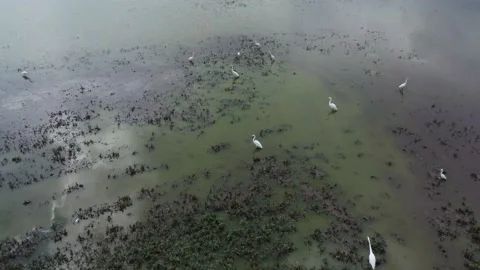 4K B-roll: Cranes - SMA Original Video stock 201696172