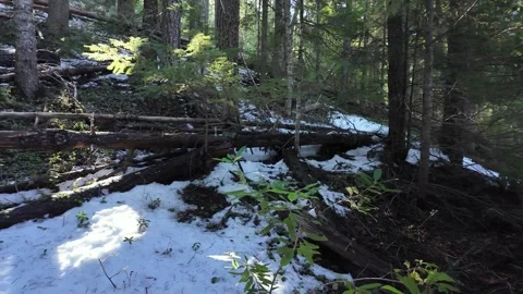 4k b-roll evergreen forest nature travel scenery near Mount Hood, Oregon, USA  库存影片 330925245