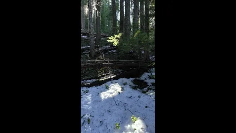4k b-roll evergreen forest nature travel scenery near Mount Hood, Oregon, USA  库存影片 330925288