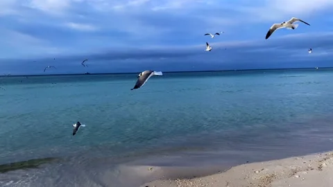 4K B-roll: Gulls (5 sec) Video stock 170942267