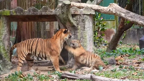 4k B Roll video clips of royal bengal tiger playing with cubs Stock Footage 136193754