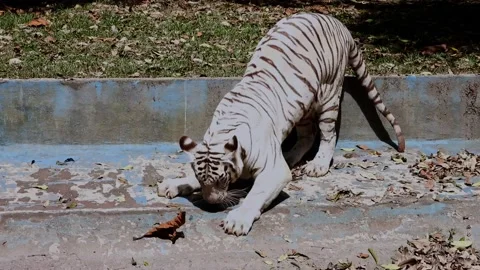 4k B Roll video clips of royal bengal tigers Stock Footage 159535074