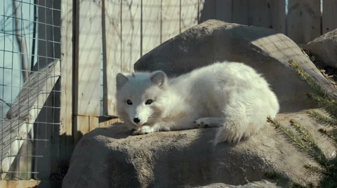 4K - Baby Artic wolf Video stock 62889449