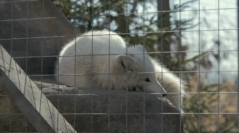 4K - Baby Artic wolf Stock Footage 62889673